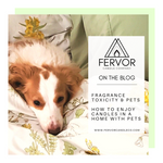 Red and cream piebald longhaired miniature dachshund on white and yellow-floral patterned bed comforter. Blog Post: "Fragrance Toxicity and Pets - How to Enjoy Candles in a Home with Pets" by Fervor Candle Company.