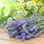 Lavender Chamomile Skin Soothing Bubble Bath by Fervor Candle Company scent inspiration photo. Picture of fresh-picked bundles of chamomile flowers and lavender placed on a brown table top outside during a bright sunny day.