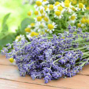 
                  
                    Lavender Chamomile Skin Soothing Bubble Bath by Fervor Candle Company scent inspiration photo. Picture of fresh-picked bundles of chamomile flowers and lavender placed on a brown table top outside during a bright sunny day.
                  
                