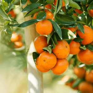 
                  
                    Orange Glow Hydrating Face Wash by Fervor Candle Company ingredient highlight. Close up photo of fresh oranges hanging on a tree during a sunny day outdoors.
                  
                