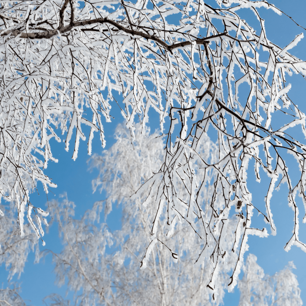 
                  
                    Fervor Candle Company Winter Woods Candle
                  
                